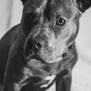 Meet your Posher, Renee